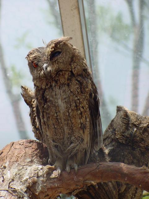 큰소쩍새(Collared Scops Owl)
 - 큰소쩍새; Otus bakkamoena; 올빼미목; 올빼미과; 