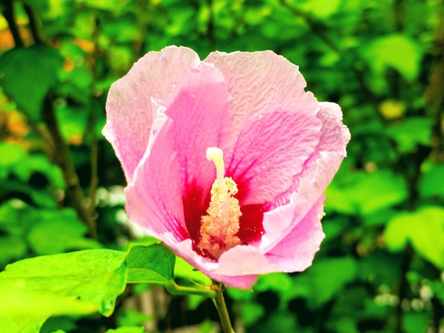 무궁화 꽃 - 무궁화; Hibiscus syriacus; 아욱목; 아욱과; 무궁화 꽃; 분홍색 꽃; 
