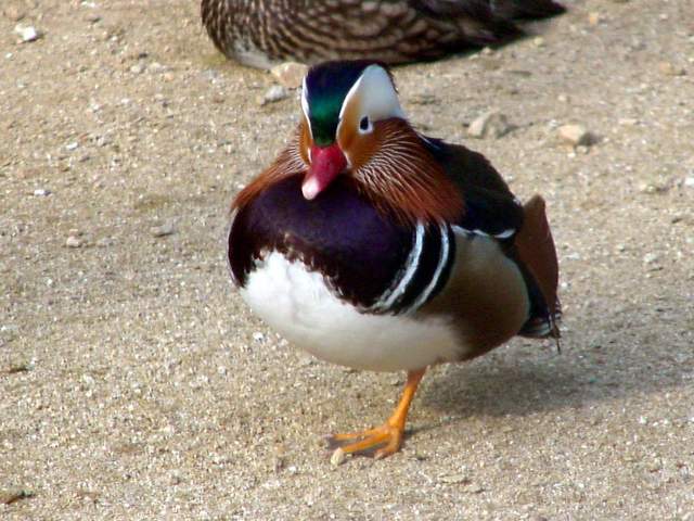 Mandarin Ducks (Aix sponsa) | 원앙 무리 - Aix sponsa; 원앙; Mandarin Duck; Aix galericulata; 