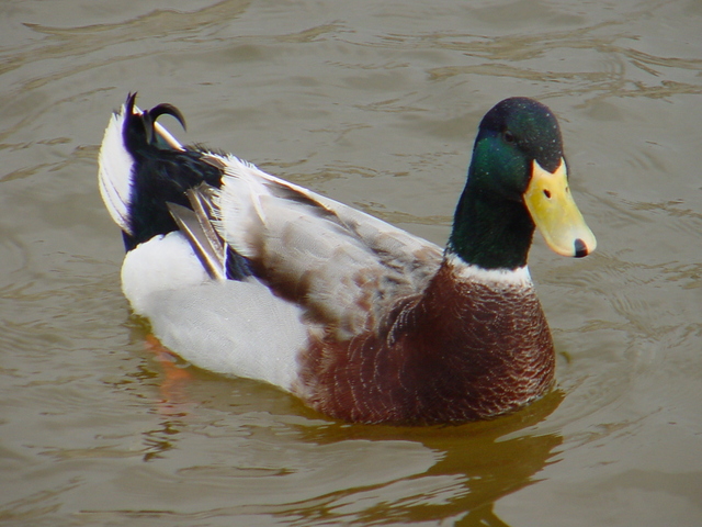 청둥오리(mallard duck)

