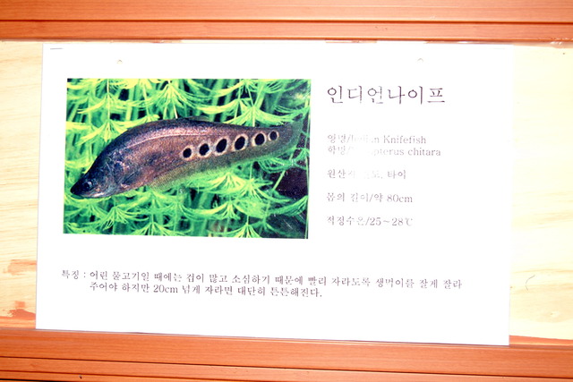 DSCF3395 - Indian Knifefish; Notopterus chitara; 인도칼메기; 인디언나이프; 