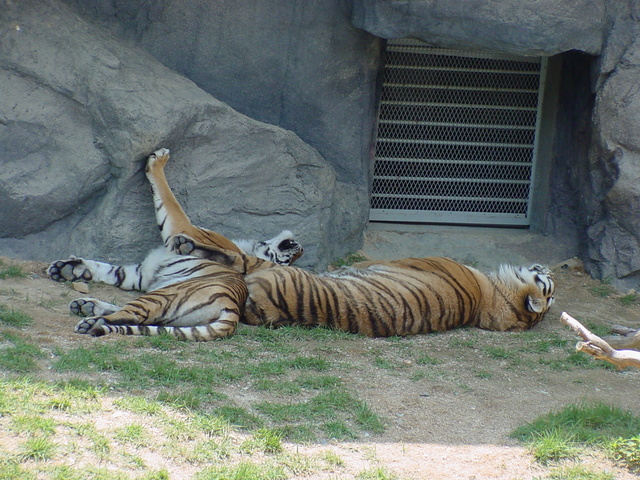 시베리아호랑이(Siberian Tigers)
 - tigers; Siberian tiger; Panthera tigris altaica; 시베리아호랑이; 호랑이; 