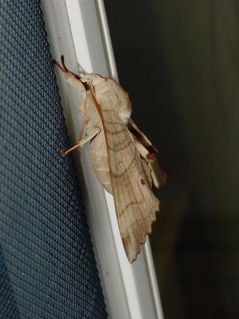 등줄박각시;  <i>Marumba sperchius</i>;  Sphinx Moth
