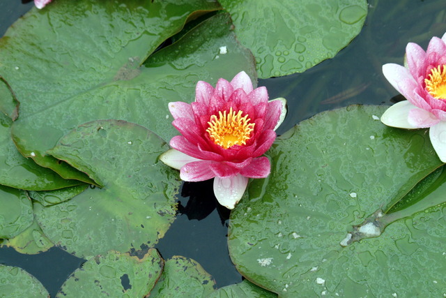 DSCF5202 - 꽃; 연꽃; 연못; lotus flower; 