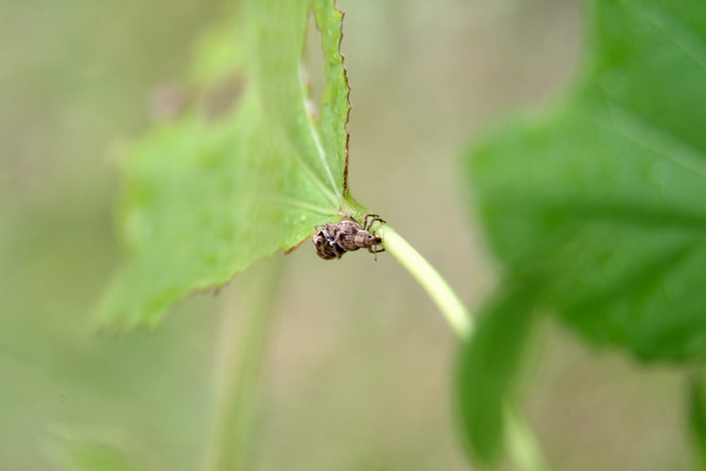 DSCF3514 - 바구미; 곤충; Pseudocneorhinus bifsciatus; 땅딸보가시털바구미; 