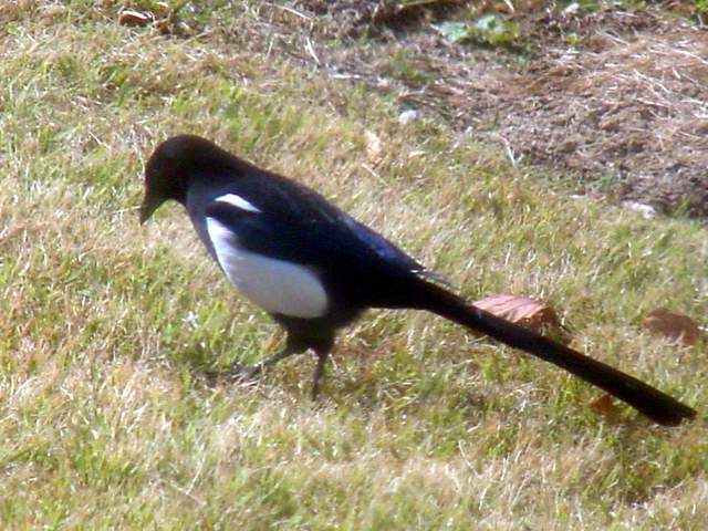 Black-billed Magpie | 까치 (창을 통해 찍음) - 까치; Korean Magpie; 동물; 
