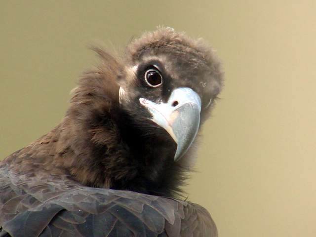 Eurasian black vulture (Cinereous vulture) | 독수리