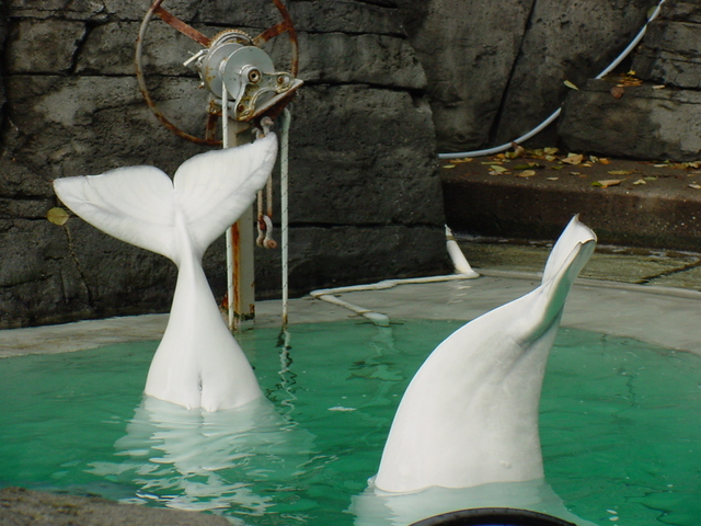 Beluga Whales - beluga; white whales; Delphinapterus leucas; 흰고래; 