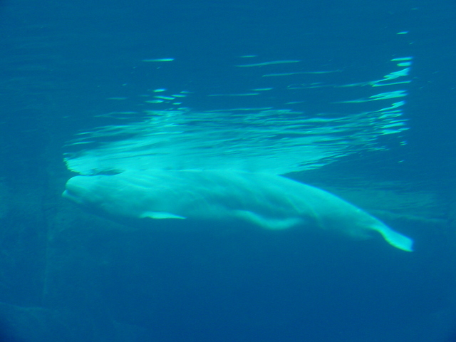 Beluga Whale
 - beluga; white whale; Delphinapterus leucas; 