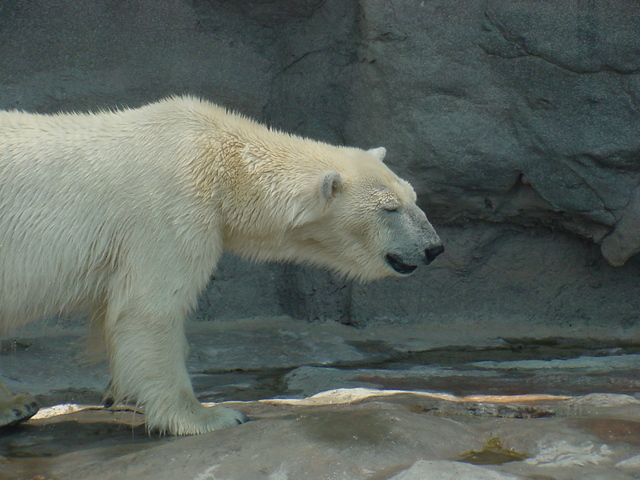북극곰/흰곰(Polar Bear)
