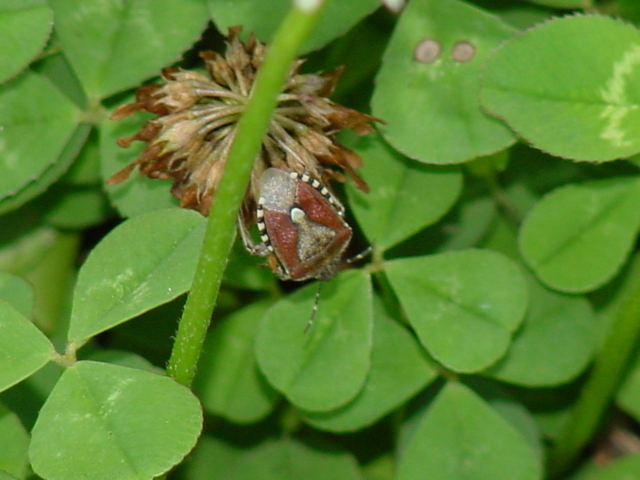 토끼풀과 노린재(방패벌레, shield bug)
