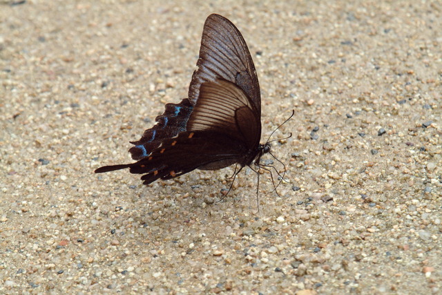 DSCF8247 - 제비나비; Papilio bianor; 호랑나비과; 