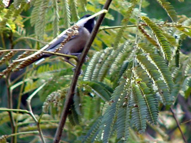 Great Tit | 나무가지위의 박새