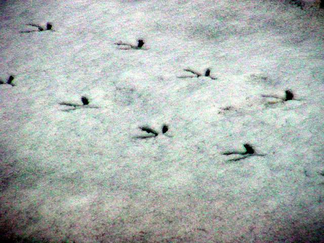 Black-billed Magpie\'s footprints | 까치의 발자국
 - 설경; 발자국; 까치; 