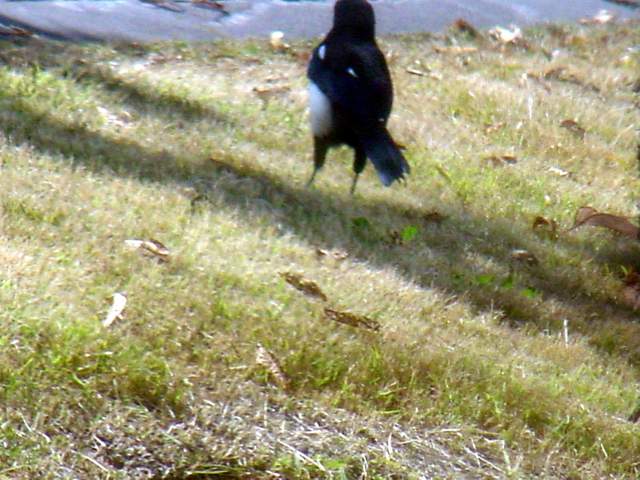 Black-billed Magpie | 까치 (창을 통해 찍음) - 까치; 