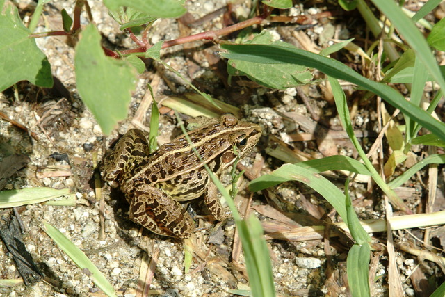 DSCF7211 - 개구리; 참개구리; Pelophylax nigromaculatus; Rana nigromaculata; 