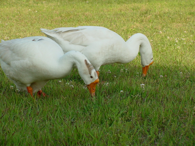 거위(Domestic Goose)
 - geese; 거위; Anser cygnoides; Swan Goose; 