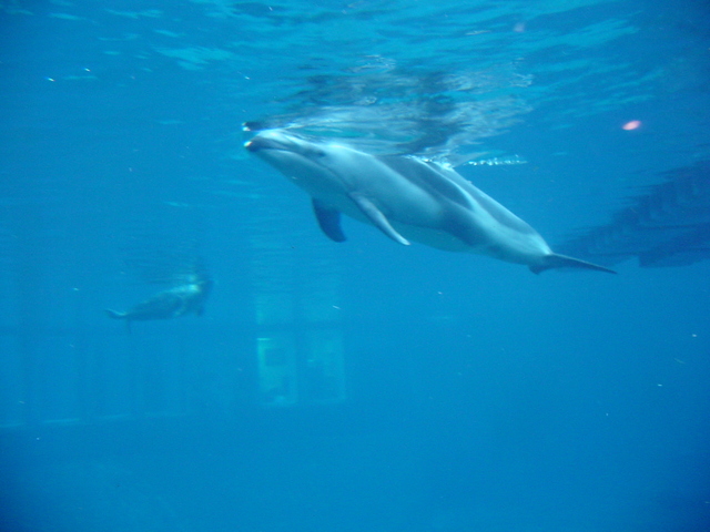 Pacific White-sided Dolphin - Pacific White-sided Dolphin; Lagenorhynchus obliquidens; 