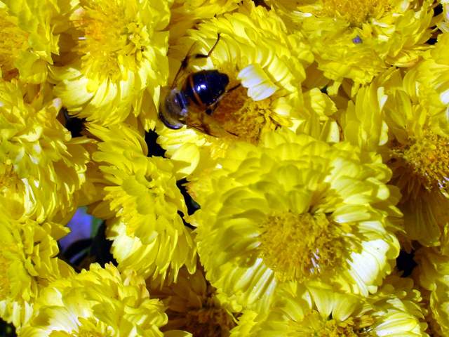 Honeybee on chrysanthemum | 꿀벌(국화꽃) - 꽃; 국화; 꽃등에; 