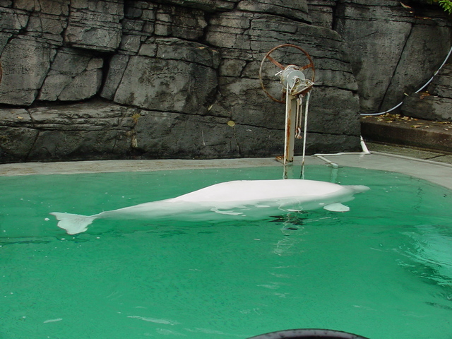 Beluga Whale
 - beluga; white whale; Delphinapterus leucas; 