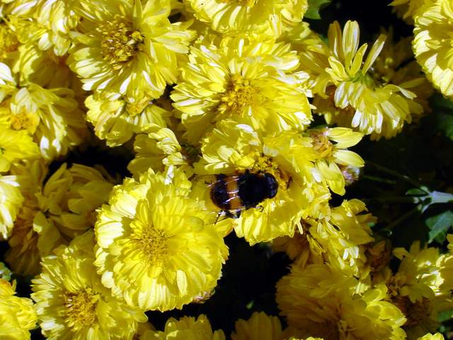Bumblebee on chrysanthemum | 호박벌(국화꽃) - 꽃; 국화; 