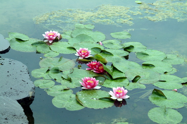 DSCF5200 - 꽃; 연꽃; 연못; 풍경; 수련; 