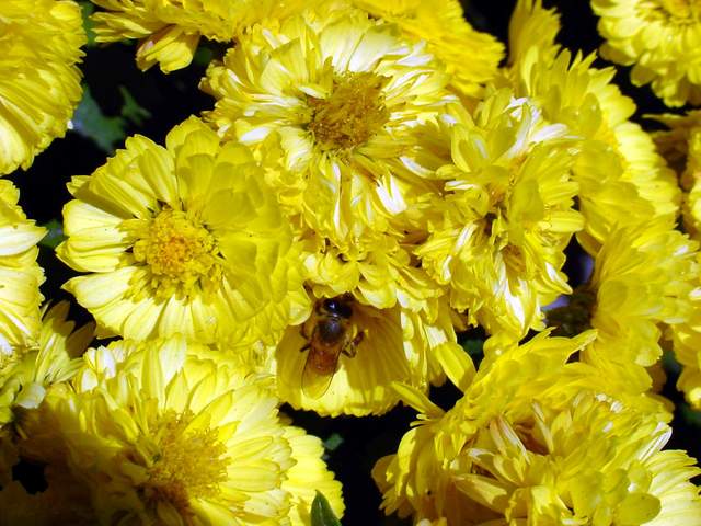Honeybee on chrysanthemum | 꿀벌(국화꽃) - 꽃; 국화; 꿀벌; 