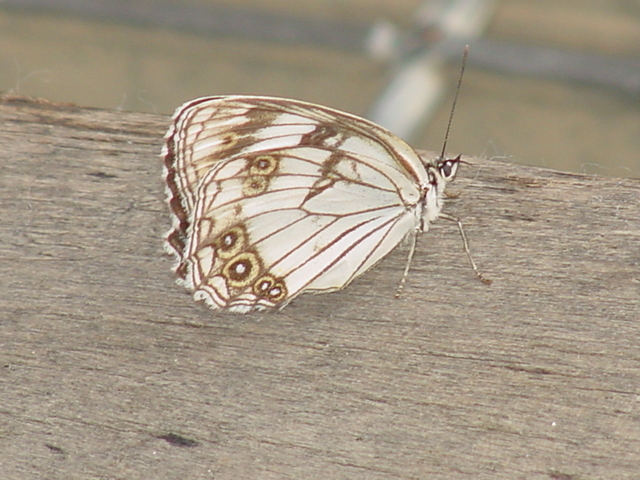 흰뱀눈나비(?)
 - 나비; 흰뱀눈나비; 