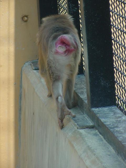 돼지꼬리원숭이(Pig-tailed Macaque)
 - 돼지꼬리원숭이; Southern Pig-tailed Macaque; Macaca nemestrina; 
