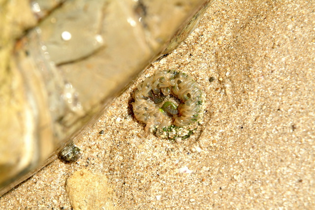 DSCF3028 - 풀색꽃해변말미잘; Anthopleuroa midori; 고둥; 