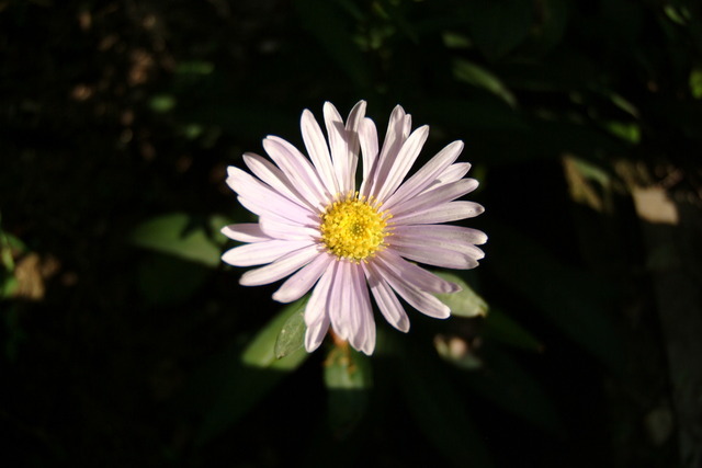 DSCF3725 - 꽃; 