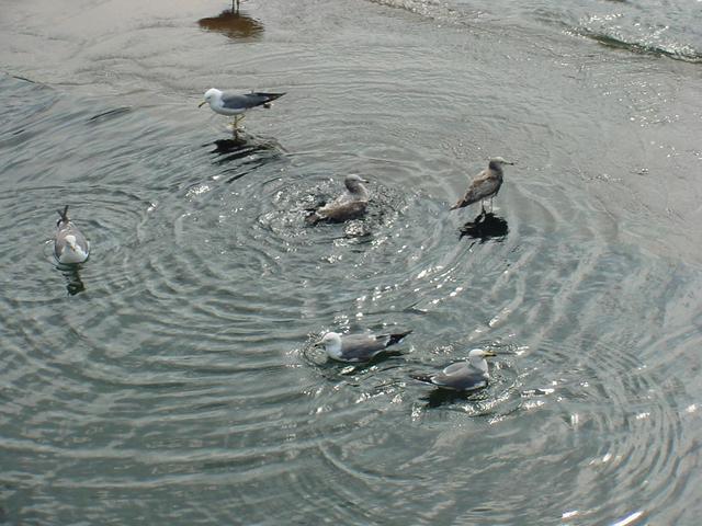 갈매기(Gulls)
 - 갈매기; Gull; 