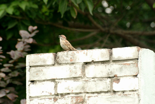 참새 Passer montanus (Tree Sparrow)