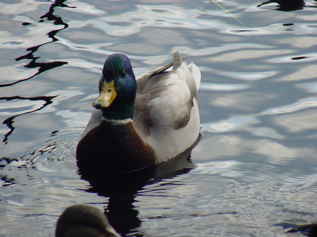 Mallard Duck
