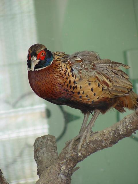 꿩(Ring-necked Pheasant/young male)
