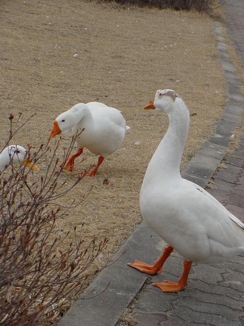 거위(Domestic Goose)
 - geese; 거위; Anser cygnoides; Swan Goose; 