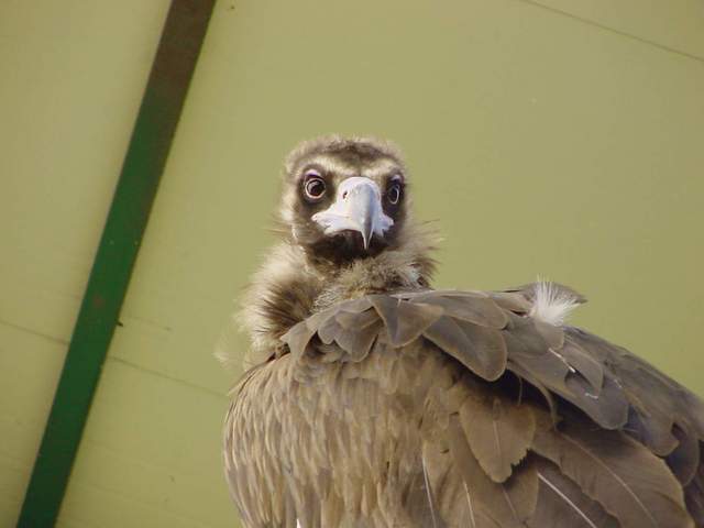 Eurasian black vulture (Cinereous vulture) | 독수리 - 독수리; 