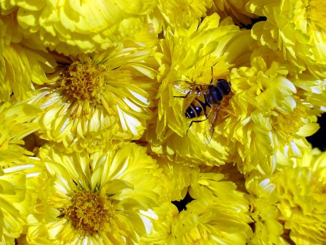Honeybee on chrysanthemum | 꿀벌(국화꽃) - 꽃; 국화; 꽃등에; 