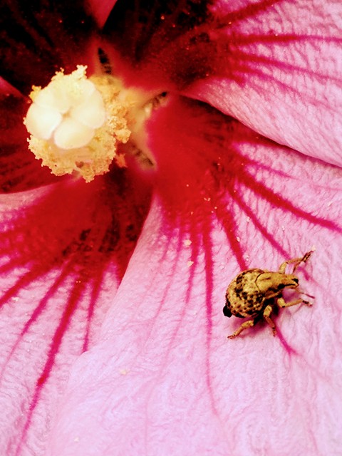 붉은 무궁화 꽃 속을 거니는 바구미 한마리 - 바구미; 무궁화; Hibiscus syriacus; 아욱목; 아욱과; 분홍색 꽃; 무궁화 꽃; 상수리주둥이바구미; Lepidepistomodes nigromaculatus; 딱정벌레목; 바구미과; 