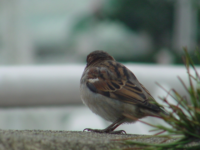 Sparrow (참새)
 - house sparrow; 