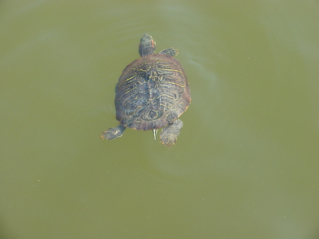 청거북(Red-eared slider turtle)

