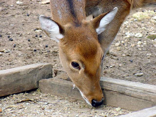 Manchurian Sika Deer (Korean Subspecies) | 대륙사슴 - 대륙사슴; Manchurian Sika Deer; 