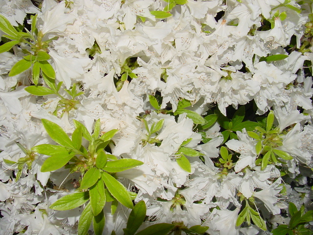 하얀 꽃 - 꽃; 철쭉; 흰색 꽃; 
