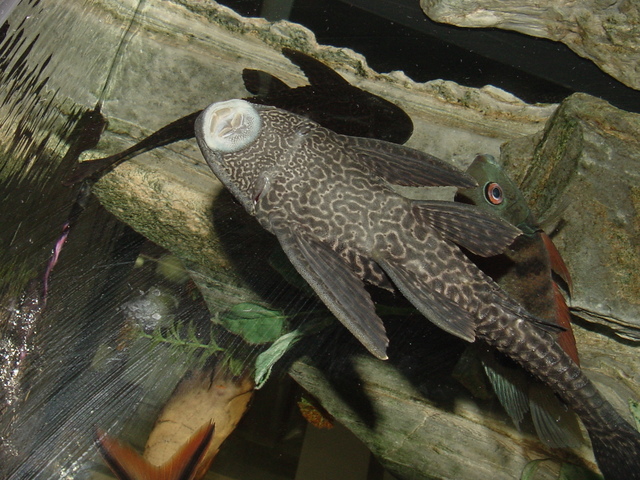 열대어
 - Suckermouth Catfish; Hypostomus plecostomus; 열대어; 메기류; 