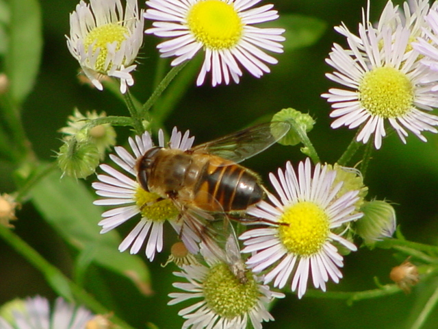 들국화 꽃위의 꿀벌
