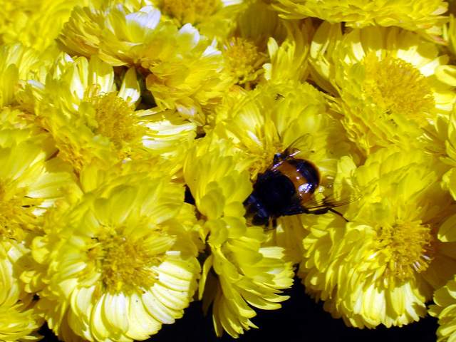 Bumblebee on chrysanthemum | 호박벌(국화꽃) - 꽃; 국화; 꽃등에; 