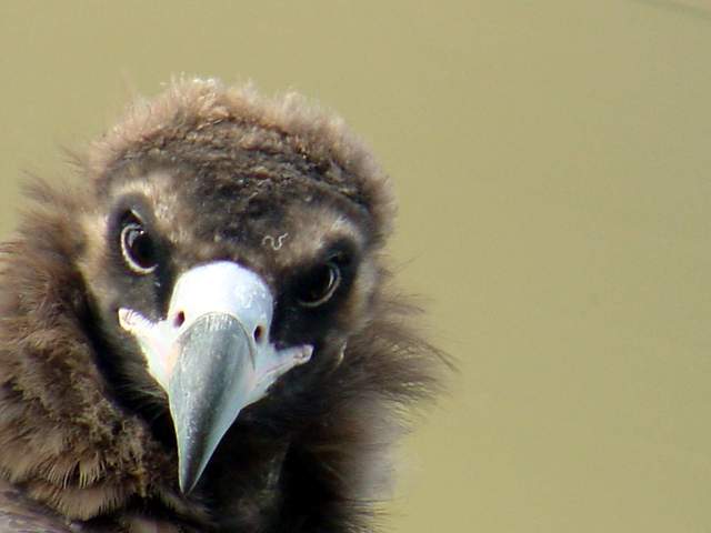 Eurasian black vulture (Cinereous vulture) | 독수리 - 독수리; Aegypius monachus; 
