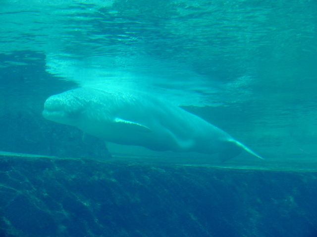 Beluga Whale - beluga; white whale; Delphinapterus leucas; 흰고래; 