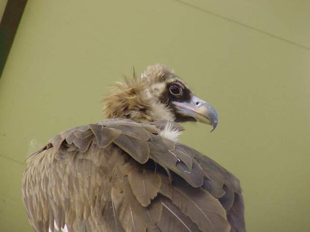 Eurasian black vulture (Cinereous vulture) | 독수리