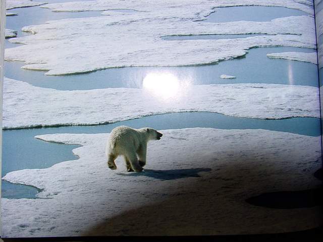 Polar bear | 북극곰 - 북극곰; 